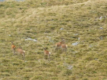 A group of velvet stags