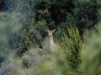 Deer sighting