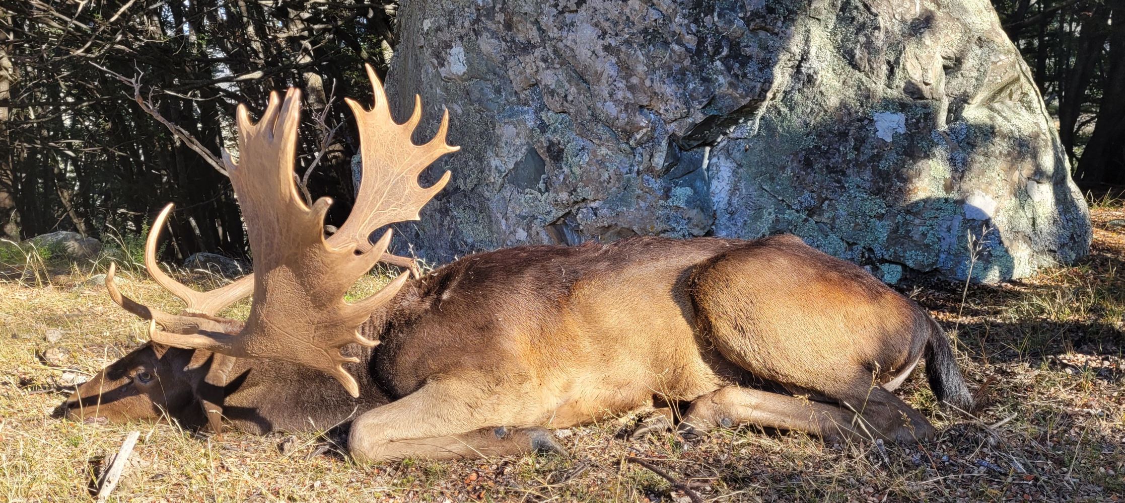Top Of The Lake Guiding - Fallow Buck hunt