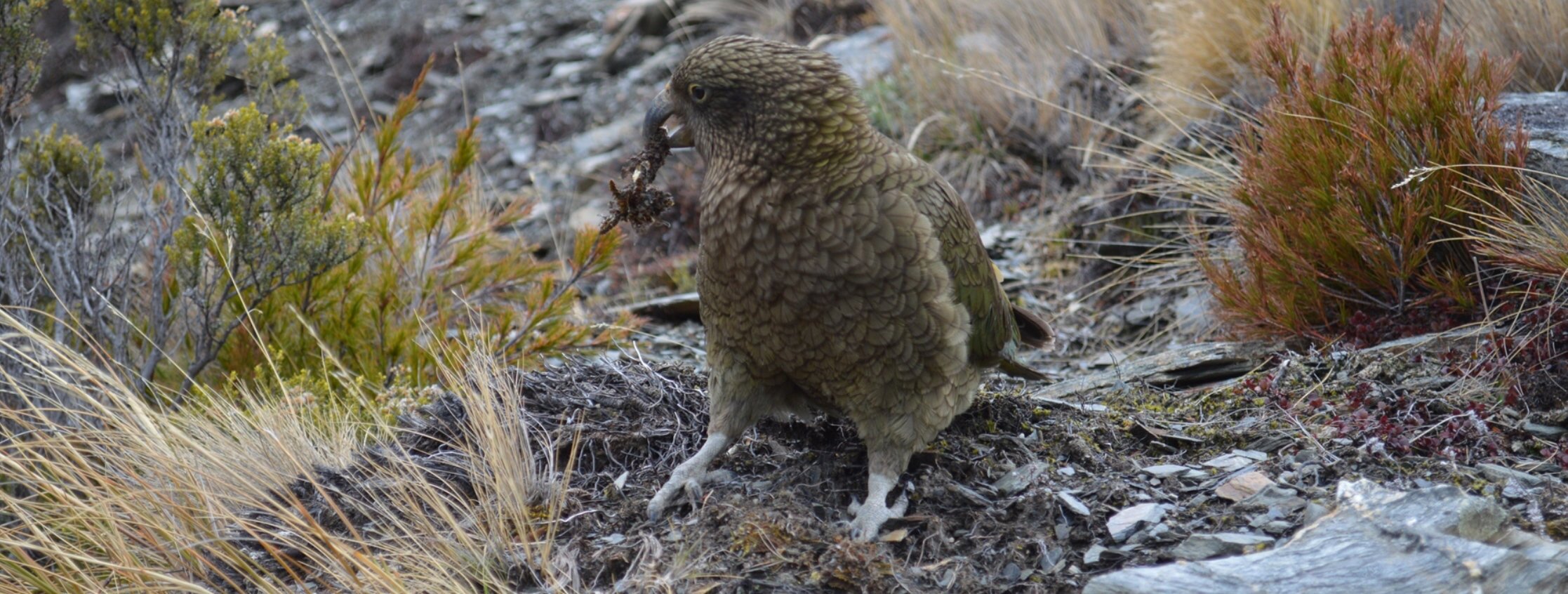 Top Of The Lake Guiding - Wilderness Photography Hikes
