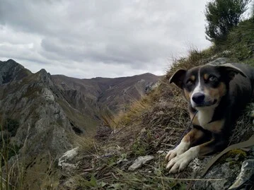Millie on her first overnight hunt Millie on her first overnight hunt