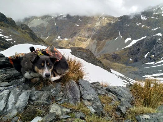 Millie's first chamois hunt