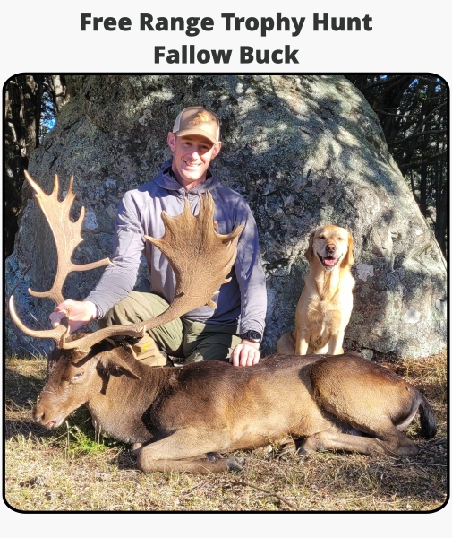 TOTLG Free Range Trophy Hunt - Fallow Buck