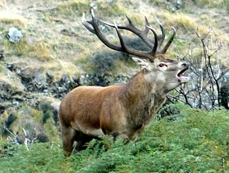 Guided Free Range Hunting - Glenorchy NZ