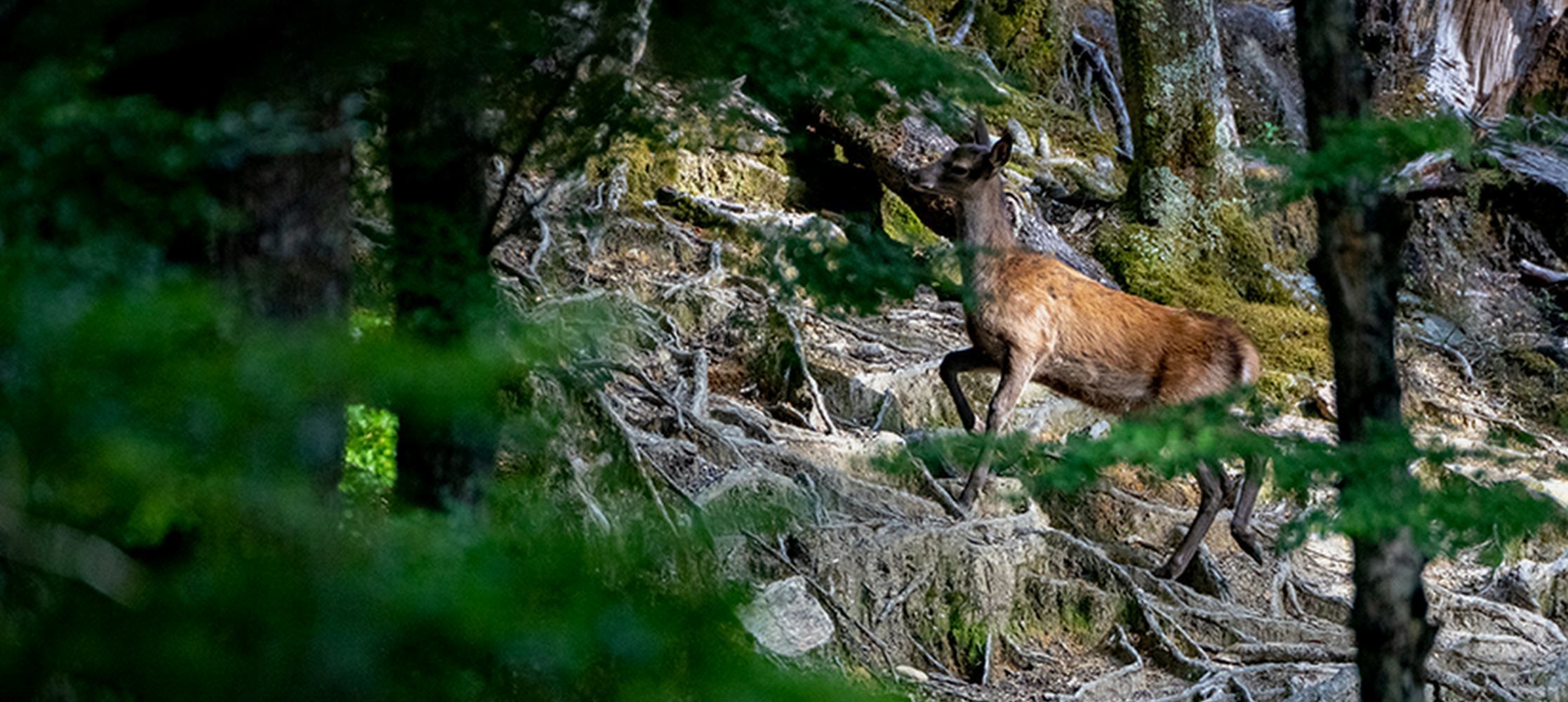 Meat Hunt Full Day Venison Meat Hunt Top Of The Lake Guiding