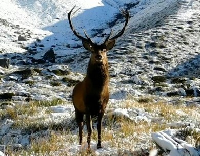 Top Of The Lake Guiding - Glenorchy NZ - Hunting a Stag 